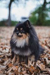 German Spitz in the grass