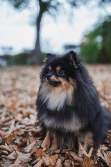 Obraz premium German Spitz in the grass