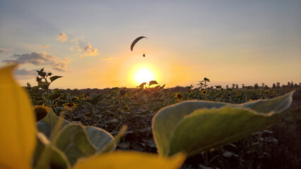 Paraglider over the sunflower field at sunset © Paulina