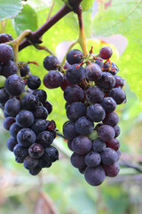 Rote Weintrauben