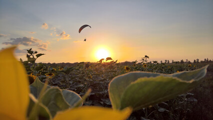 Paraglider over the sunflower field at sunset © Paulina