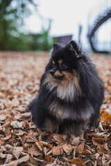 German Spitz in the grass