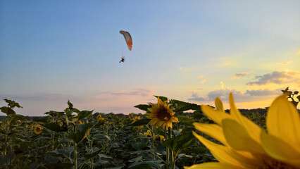 Paraglider over the sunflower field at sunset © Paulina