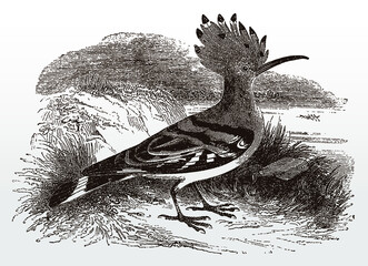 Eurasian hoopoe, upupa epops in side view standing in a grassy landscape, after an antique illustration from the 19th century © M