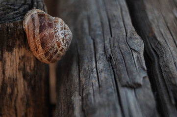 snail on wood