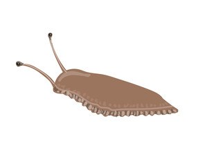 Brown slug in cartoon style Drawing isolated on a white background. Stock vector illustration.