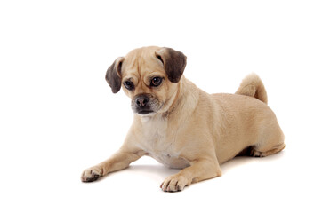 Small dog beige color isolated on white.Studio