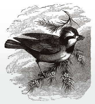 Striated pardalote, pardalotus striatus in side view sitting on a branch, after an antique illustration from the 19th century