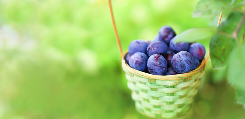 Banner. Purple, blue sweet ripe plums in a beautiful wicker basket in the garden among green bushes...