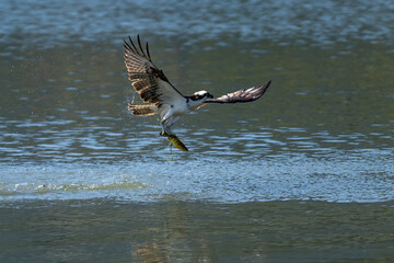 Osprey catching a fish and taking off from water.