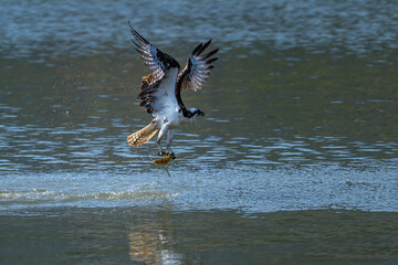 Osprey catching a fish and taking off from water.