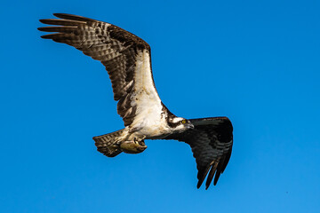 Osprey flying with a fish in its talons.