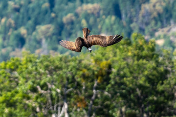 Osprey flying diving in-flight.