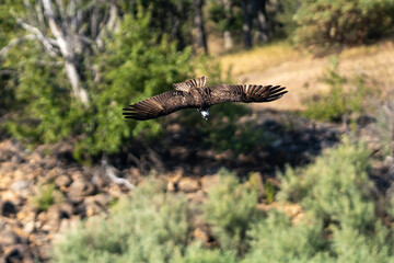 Osprey flying diving in-flight.