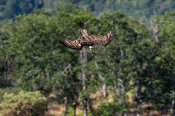Osprey flying diving in-flight.