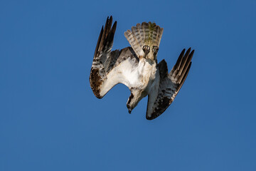 Osprey flying diving in-flight.