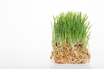 Green grass microgreen. Studio shot with space for text for advertising healthy foods with vitamins.