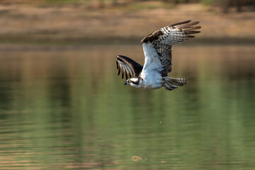 Osprey flying in-flight.