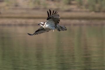 Osprey flying in-flight.