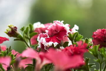 Reds with white and pink - petunias on the balcony with a blurred background