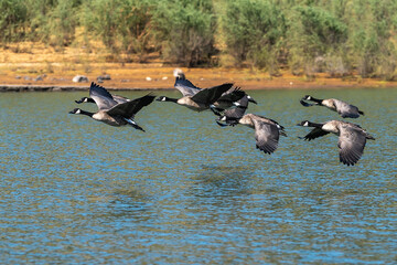 Canada geese flock flying over the water.