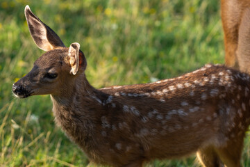 Naklejka na ściany i meble White-tailed deer fawn, baby animal.