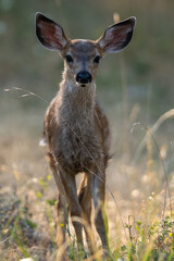 Fototapeta na wymiar White-tailed deer fawn, baby animal.
