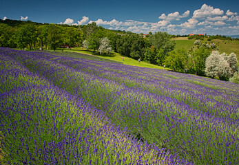Purple lavender field in Hungary