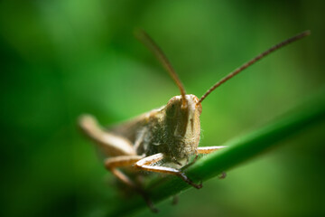 A grasshopper on a leaf. Nature and insect concept. Close up of a grasshopper insect.