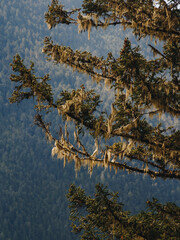 moss glowing in the morning sun on old tree in olympic national park
