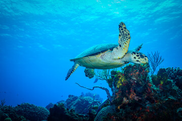 Sea Turtle at a Coral Reef of Cozumel