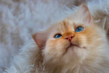 Fototapeta premium Smiling kitten with blue eyes lying on a fluffy white blanket