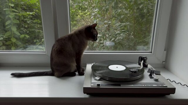 Cat sitting on a windowsill at home. Vinyl record spinning on vintage vinyl record player