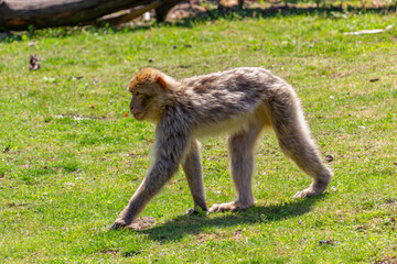 Macaque monkey walking on grassfield 