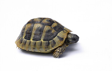 Fototapeta na wymiar turtle isolated on white background.