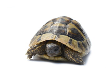 turtle isolated on white background.