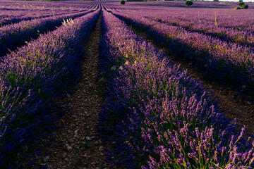 Naklejka na ściany i meble Beautiful field of blooming lavender during sunset in Brihuega, Guadalajara province, Spain.