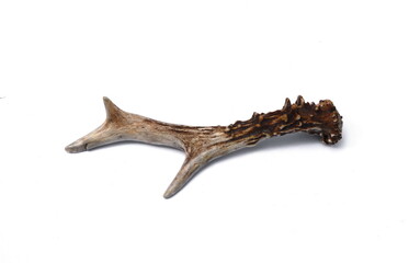 The European roe deer Capreolus capreolus antlers isolated on white background.