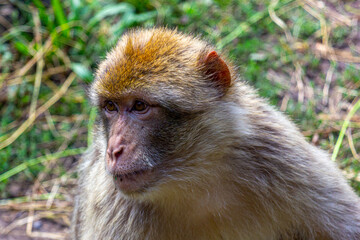 Macaque monkey closeup portrait