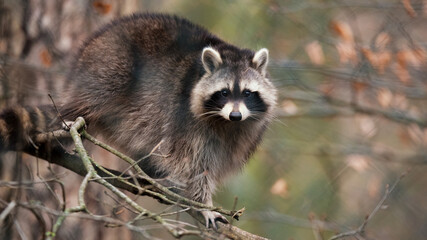 Animal portrait of a racoon