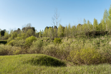 Hills and lowlands of European nature. Dense thickets of trees and bushes. Wildlife forest landscape on summer sunny day