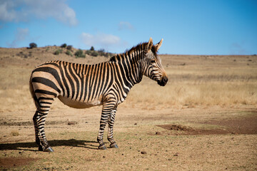 beautiful zebra stands in its natural habitat