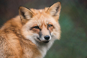 Fototapeta premium Portrait of a red fox
