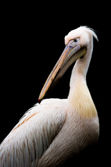 Animal portrait of a pelican