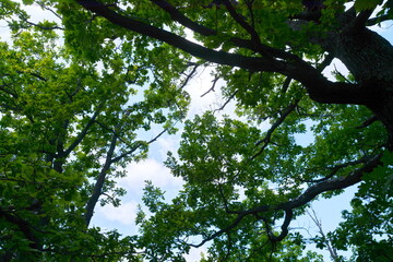 leaves of the oak tree in nature. oak leaves background.