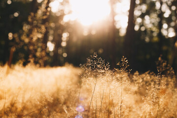 Calm and peaceful sunny landscape with dry grass - photo with selective focus