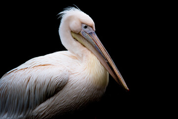 Animal portrait of a pelican