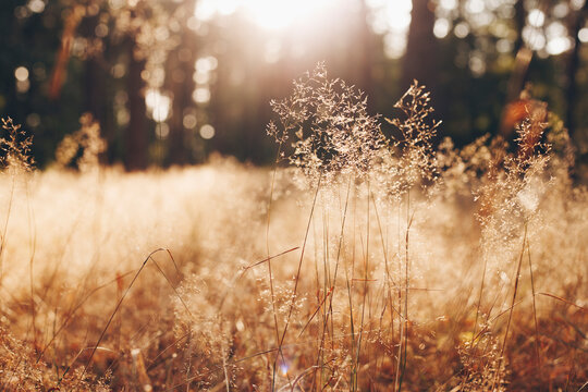 Calm and peaceful sunny landscape with dry grass - photo with selective focus