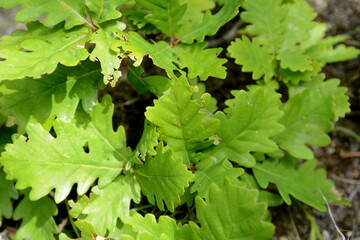 leaves of the oak tree in nature. oak leaves background.