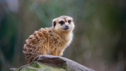 Fototapeta premium A meerkat sitting on a stone